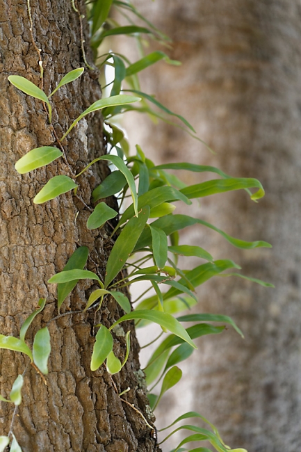Wat Pa Maha Chedi Kaew-046